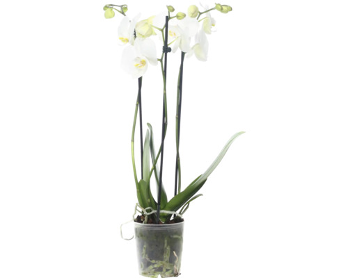 Orchidée papillon FloraSelf Phalaenopsis Hybride 'Ghost Town' h 55-70 cm pot Ø 12 cm 3 panicules blanc-0