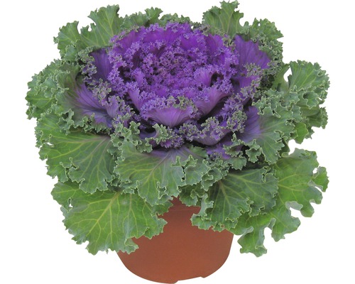 Chou d'ornement FloraSelf Brassica x Hybride pot Ø 12 cm