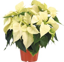 Weihnachtsstern in einem Topf