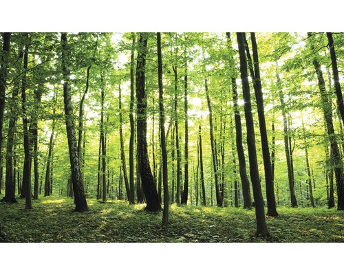 Papier peint panoramique papier 186 P8 feuilles forêt 4 pces 368 x 254 cm