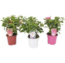 Dipladénia de Sander FloraSelf Dipladenia mandevilla pot Ø 14 cm