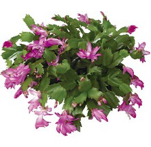 Plante en pot fleurie cactus de Noël avec feuilles vertes et fleurs roses