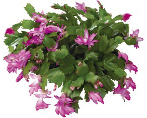 Weihnachtskaktus FloraSelf Schlumbergera bridgesii H ca. 10-20 cm Ø 14 cm Topf