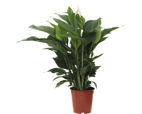 Fleur de Lune FloraSelf Spathiphyllum wallisii H 90-105 cm Ø 21 cm pot Fleur de Lune FloraSelf Spathiphyllum wallisii H 90-105 cm Ø 21 cm pot