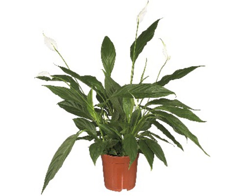 Spathiphyllum wallisii 'Sweet Sebastiano' FloraSelf h 100-110 cm pot Ø 24 cm
