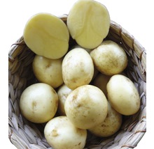 Korb mit ungeschälten Kartoffeln