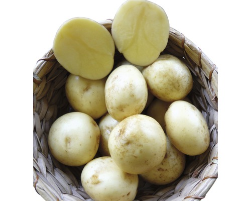 Pommes de terre Adretta farineuses 5 kg