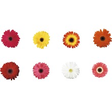 Huit fleurs de gerbera de différentes couleurs