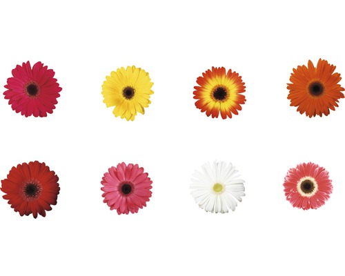 Huit fleurs de gerbera de différentes couleurs