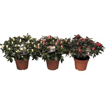 Trois azalées en pot avec des fleurs blanches, roses et rouges
