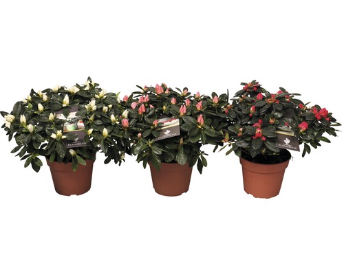 Trois azalées en pot avec des fleurs blanches, roses et rouges