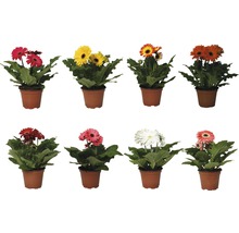 Diverses plantes de gerbera en pot