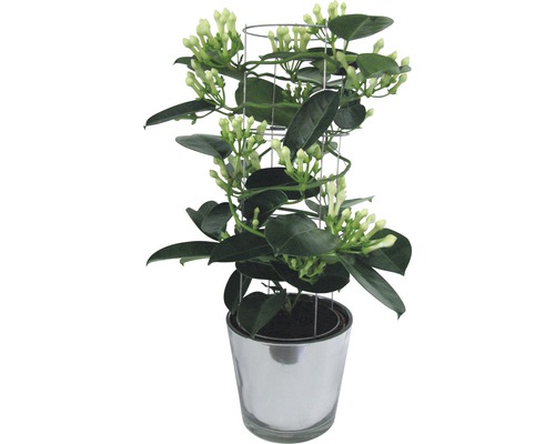 Jasmin de Madagascar FloraSelf® 7-8 fleurs Jasmin de Madagascar FloraSelf® 7-8 fleurs