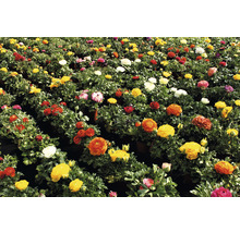 Feld mit verschiedenen Ranunkelblüten in Töpfen