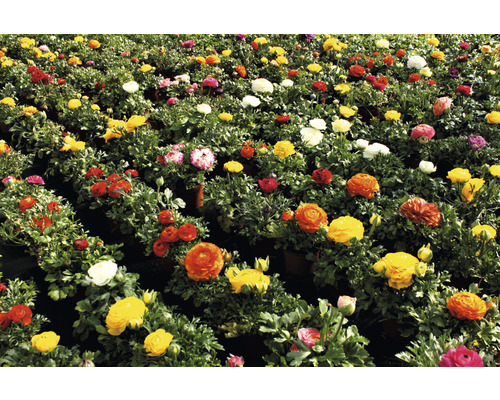 Feld mit verschiedenen Ranunkelblüten in Töpfen