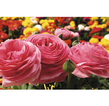 Nahaufnahme von rosa blühenden Garten-Hahnenfuß im Beet.