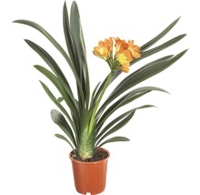 Clivia plante d''intérieur en pot