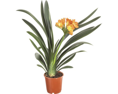 Clivia plante d''intérieur en pot