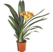 Clivia, plante d''intérieur en pot avec fleurs orange