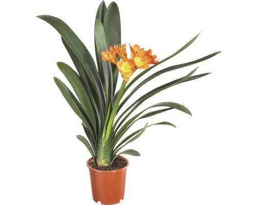 Clivia, plante d''intérieur en pot avec fleurs orange