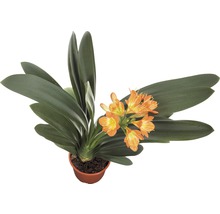 Clivia, plante d''intérieur avec fleur orange en pot