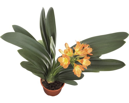 Klivie FloraSelf Clivia miniata H 40-55 cm Ø 13 cm Topf