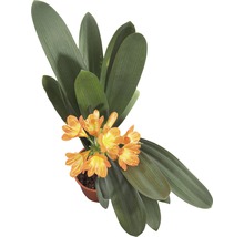 Clivia plante d''intérieur en pot