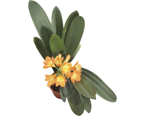 Clivia plante d''intérieur en pot