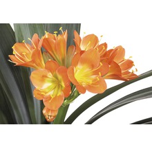 Clivia plante d''intérieur avec fleurs orange et feuilles vertes