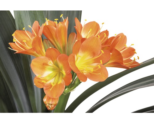 Clivia plante d''intérieur avec fleurs orange et feuilles vertes