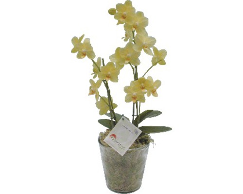 Orchidée jaune en pot