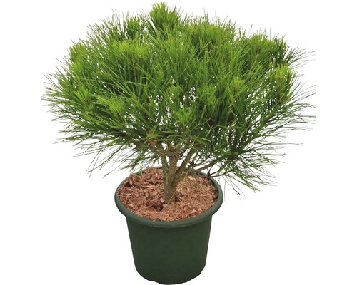 Pin rouge du Japon nain Botanico Pinus densiflora 'Alice Verkade' H 30-40 cm Co 6 L