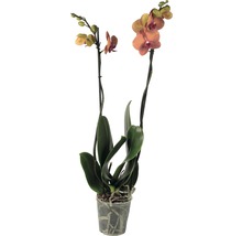Schmetterlingsorchidee FloraSelf Phalaenopsis multiflora 'Surfsong' H 55-70 cm Ø 12 cm Topf 2 Rispen