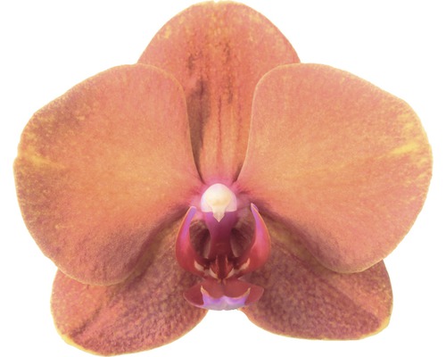Gros plan d''une seule fleur d''orchidée