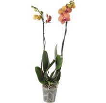 Schmetterlingsorchidee FloraSelf Phalaenopsis multiflora 'Surfsong' H 55-70 cm Ø 12 cm Topf 2 Rispen