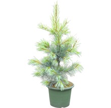 Pin Weymouth Botanico Pinus monticola 'Ammerland' H 60-80 cm Co 10 L-thumb-1