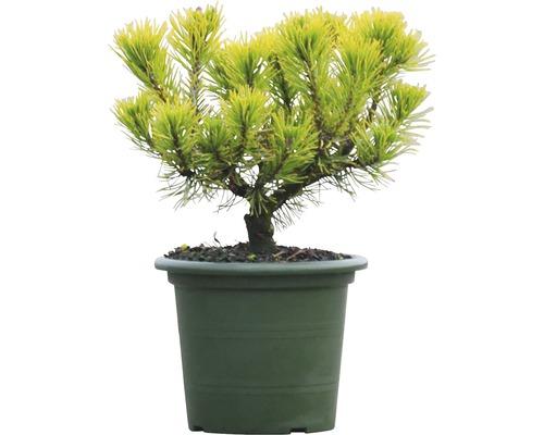 Pin des montagnes Botanico Pinus mugo 'Carstens Wintergold' H 20-25 cm Co 3,7 L Pin nain jaune-vert en pot