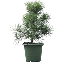 Arbuste pin Botanico Pinus mugo 'Gnom' H 30-40 cm Co 3 L-thumb-0