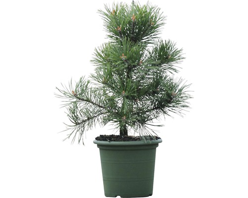 Arbuste pin Botanico Pinus mugo 'Gnom' H 30-40 cm Co 3 L