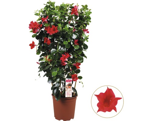 Dipladénia, Dipladénia de Sander en espalier FloraSelf Dipladenia mandevilla hauteur totale env. 90 cm pot Ø 21 cm rouge