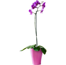 Orchidée mauve en pot