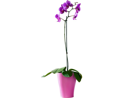 Orchidée mauve en pot
