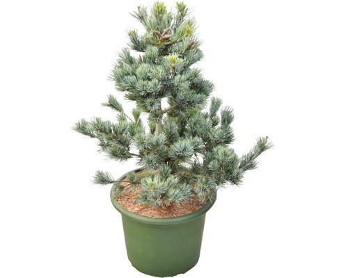 Pin bleu Botanico Pinus parviflora 'Negishi' H 60-70 cm Co 15 L
