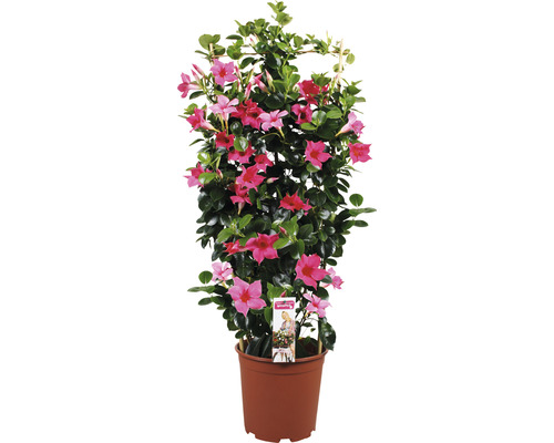 Dipladénia, Dipladénia de Sander en espalier FloraSelf Dipladenia mandevilla hauteur totale env. 90 cm pot Ø 21 cm rose