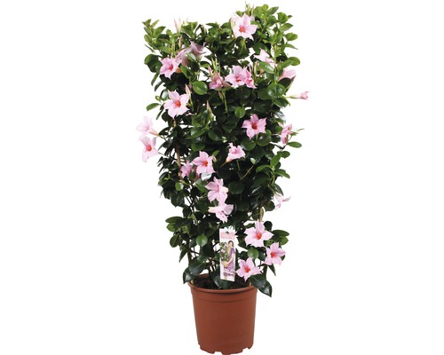 Dipladénia, Dipladénia de Sander en espalier FloraSelf Dipladenia mandevilla hauteur totale env. 90 cm pot Ø 21 cm rose clair