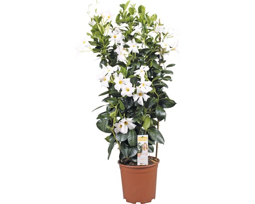 Dipladénia de Sander en espalier FloraSelf Mandevilla hauteur totale env. 90 cm pot Ø 21 cm blanc