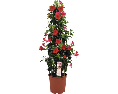 Dipladénia, Dipladénia de Sander en pyramide FloraSelf Dipladenia mandevilla hauteur totale env. 90 cm pot Ø 21 cm rouge