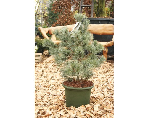 Pin en pot pour le jardin ou le balcon