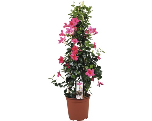 Dipladénia de Sander en pyramide FloraSelf Mandevilla hauteur totale env. 90 cm pot Ø 21 cm rose