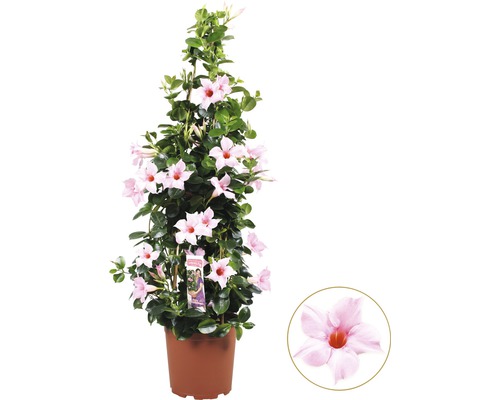 Dipladénia de Sander en pyramide FloraSelf Mandevilla hauteur totale env. 90 cm pot Ø 21 cm rose clair